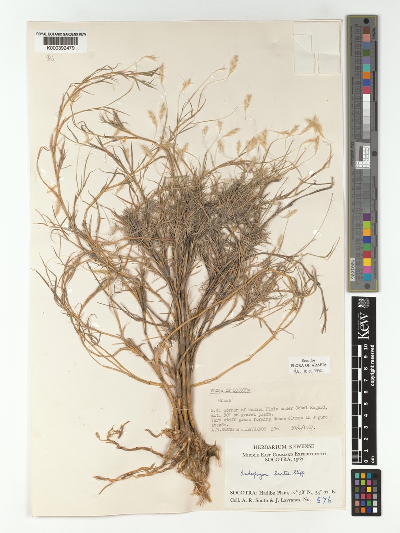 Andropogon bentii