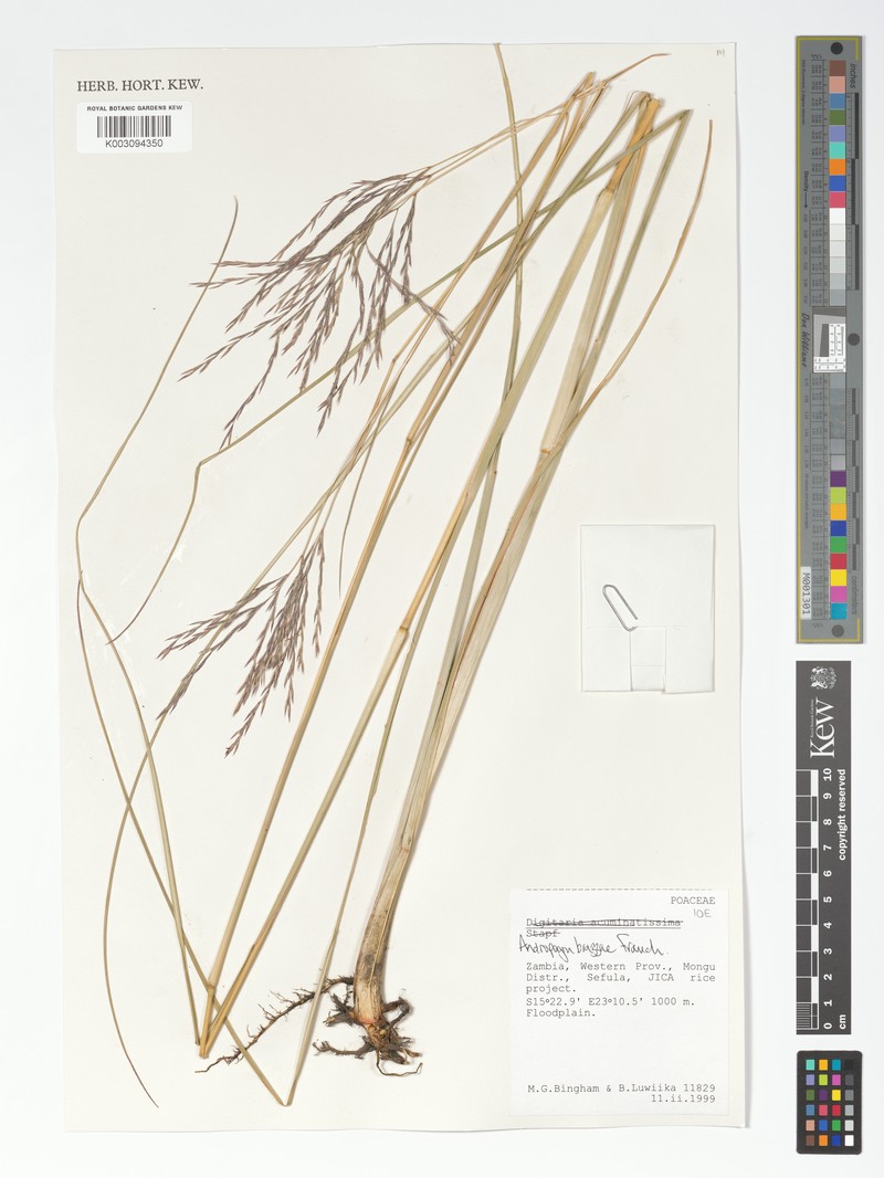 Andropogon brazzae