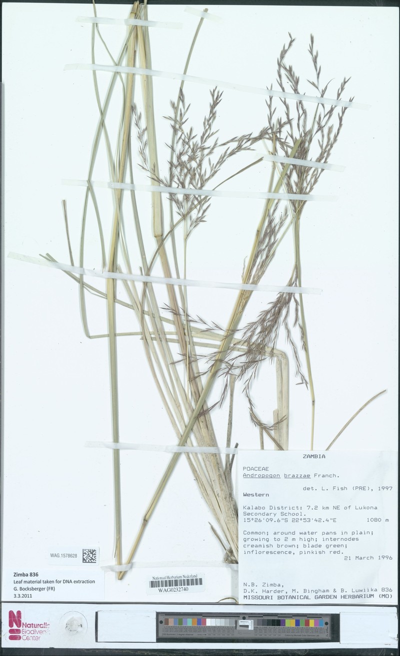 Andropogon brazzae photo 2