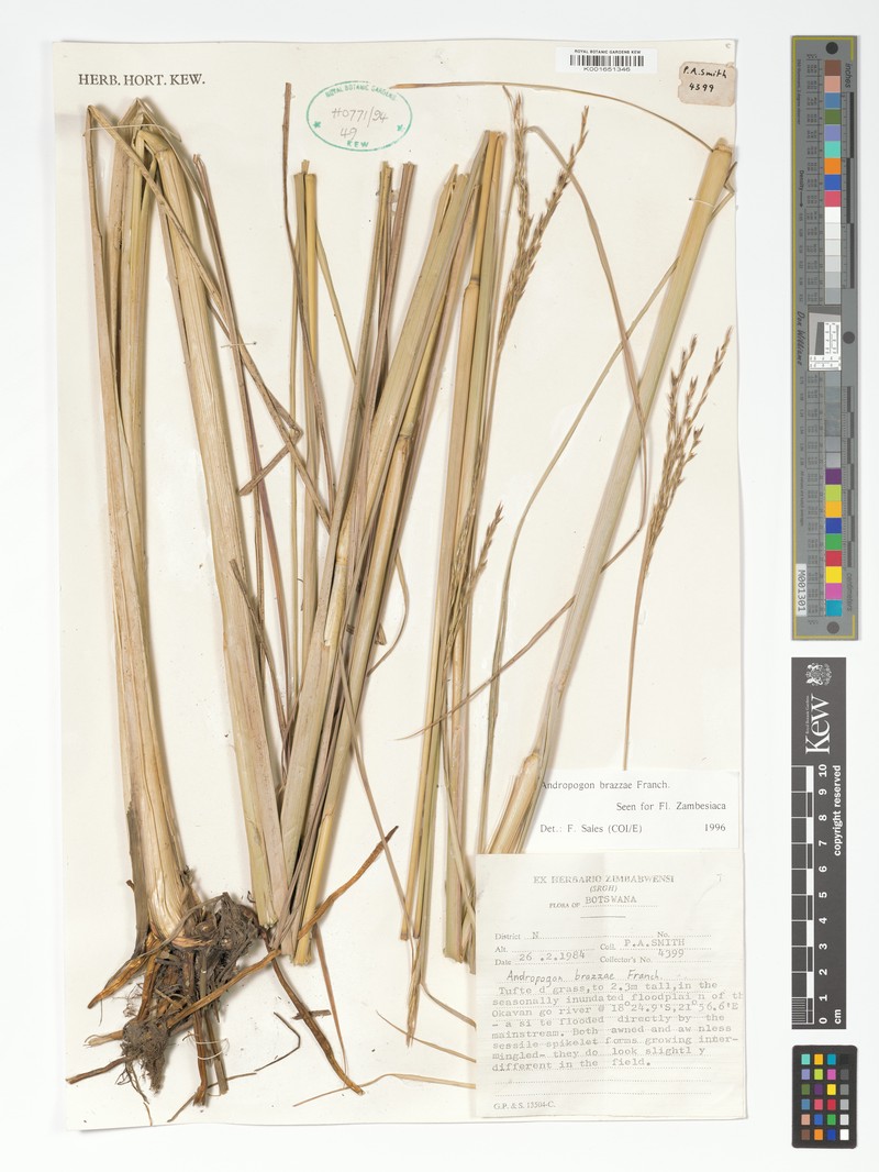 Andropogon brazzae photo 3