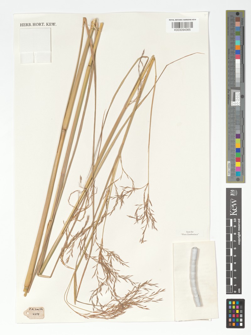 Andropogon brazzae photo 4