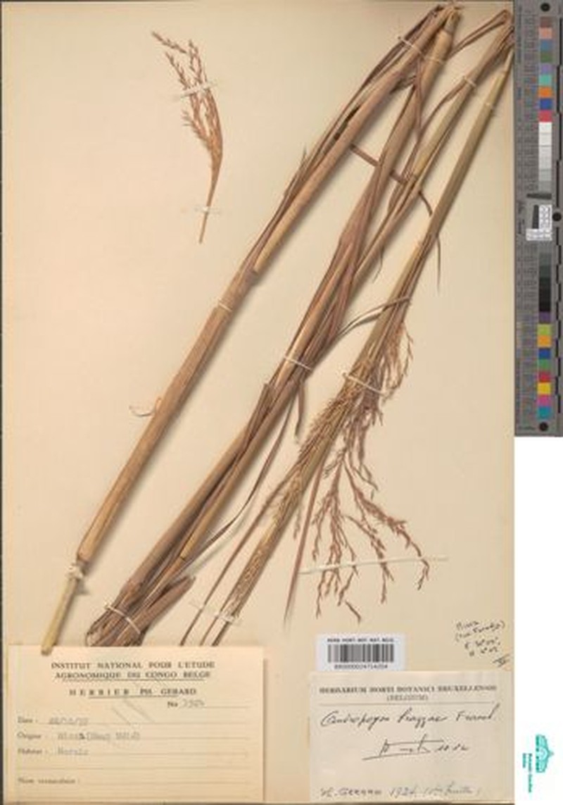 Andropogon brazzae