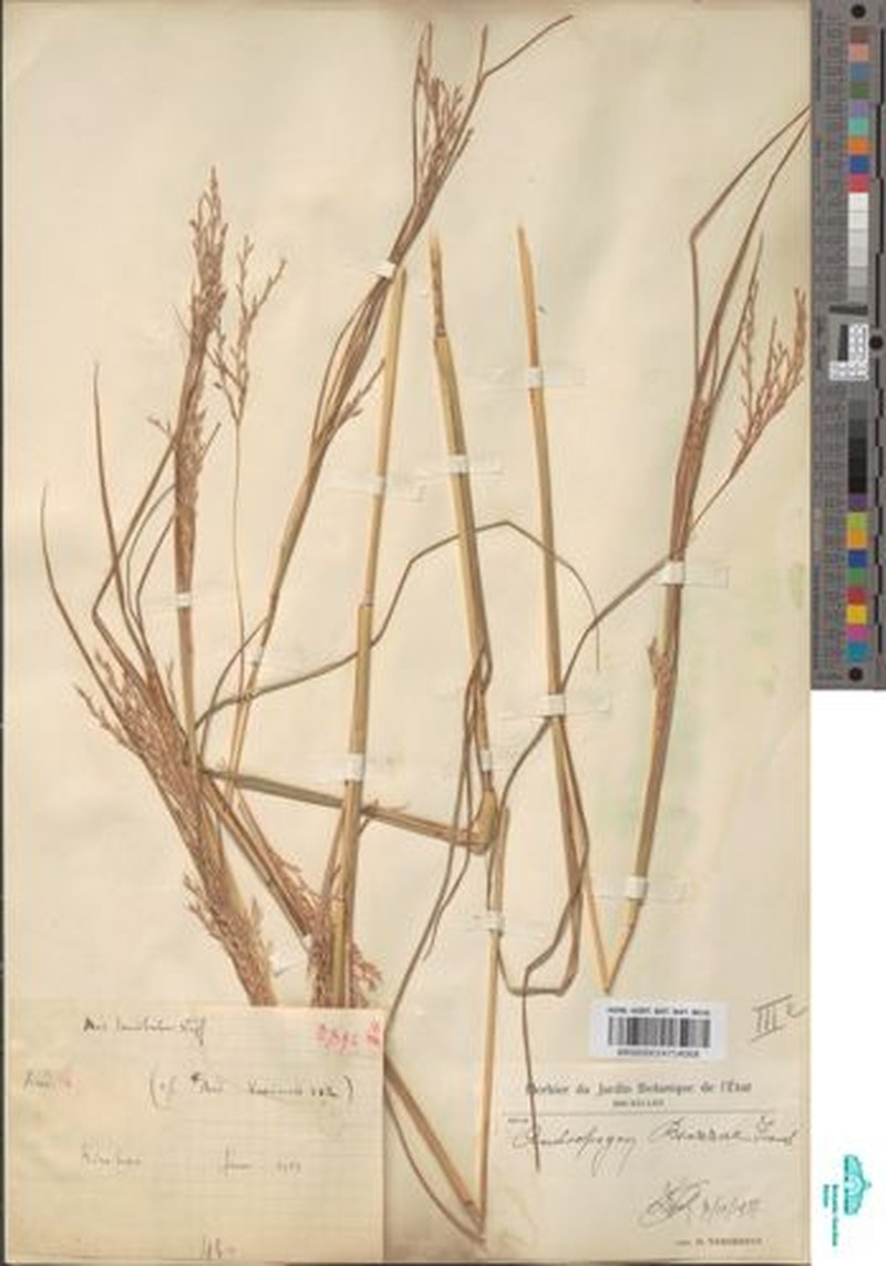 Andropogon brazzae photo 2