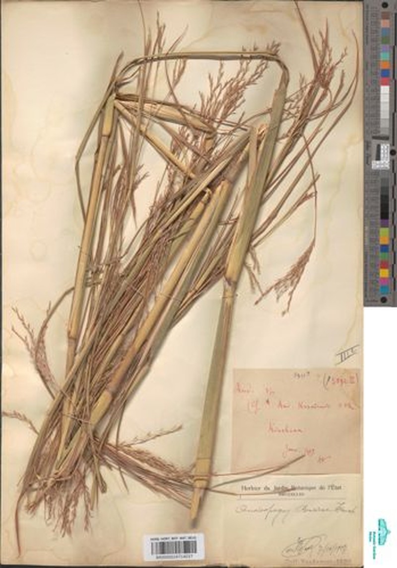 Andropogon brazzae photo 3