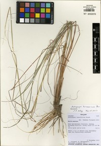 Andropogon burmanicus
