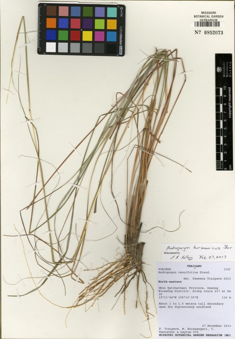 Andropogon burmanicus