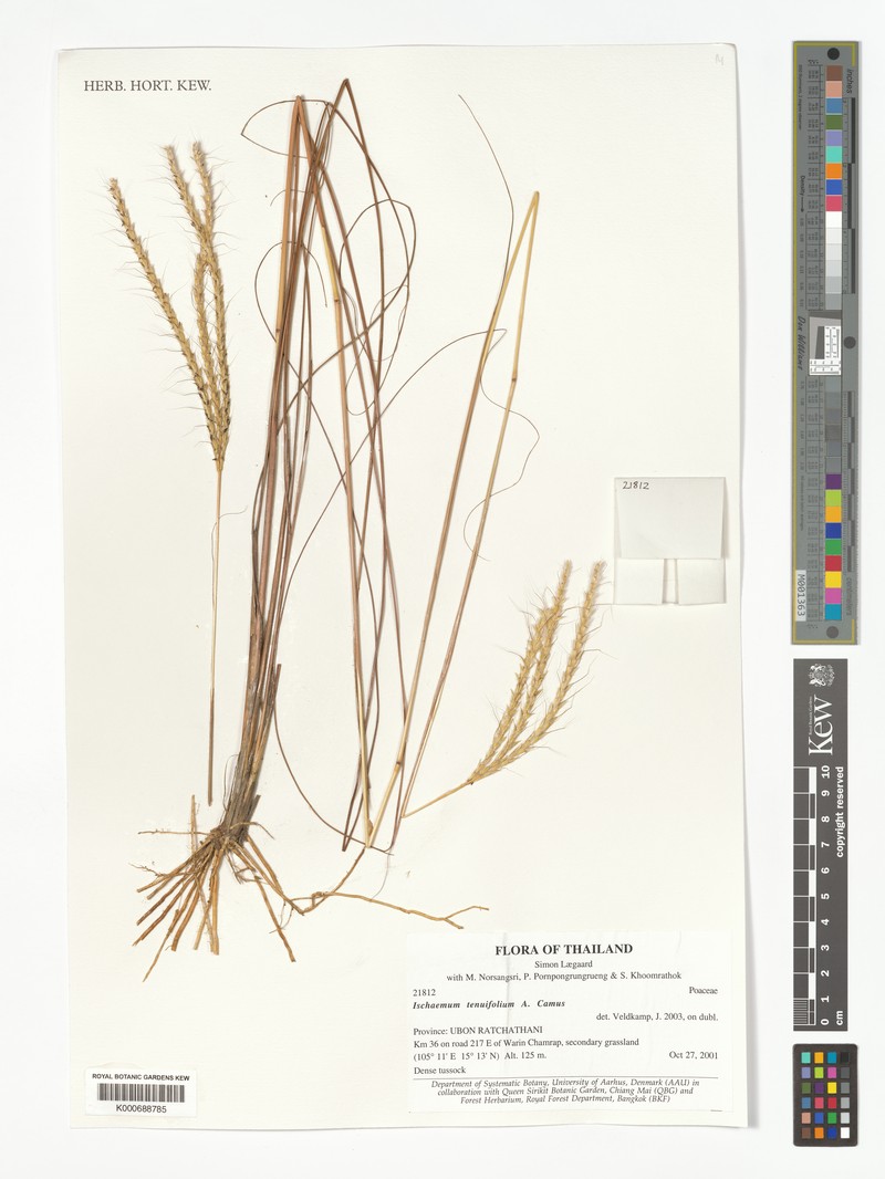 Andropogon burmanicus photo 2