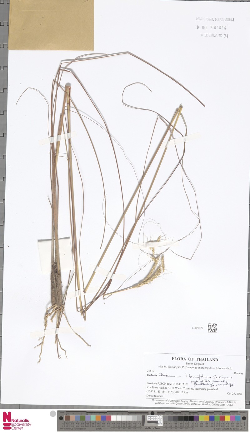 Andropogon burmanicus photo 3