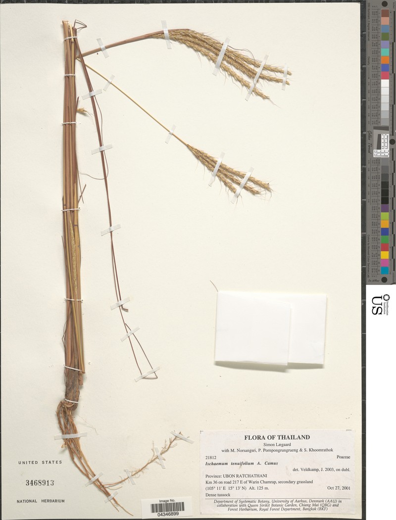 Andropogon burmanicus photo 4