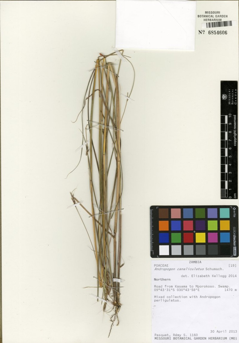 Andropogon canaliculatus