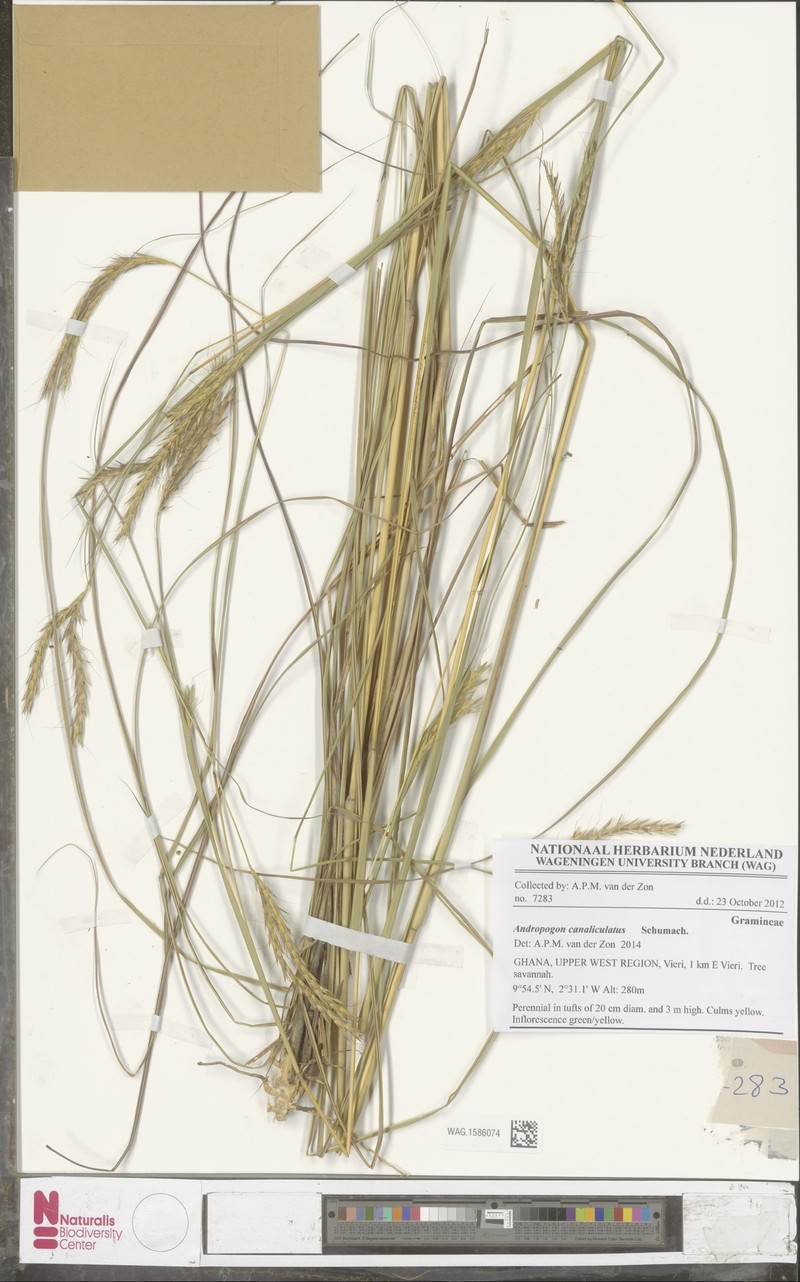 Andropogon canaliculatus photo 2