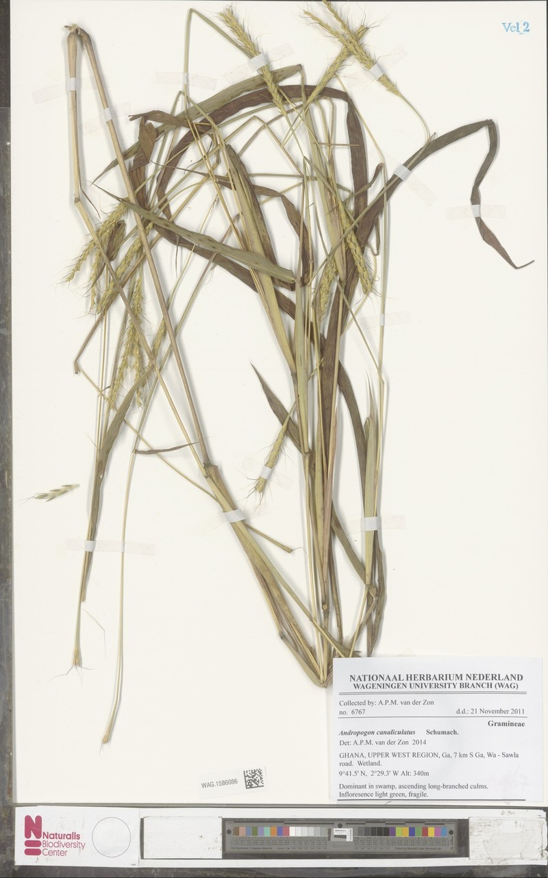 Andropogon canaliculatus photo 3
