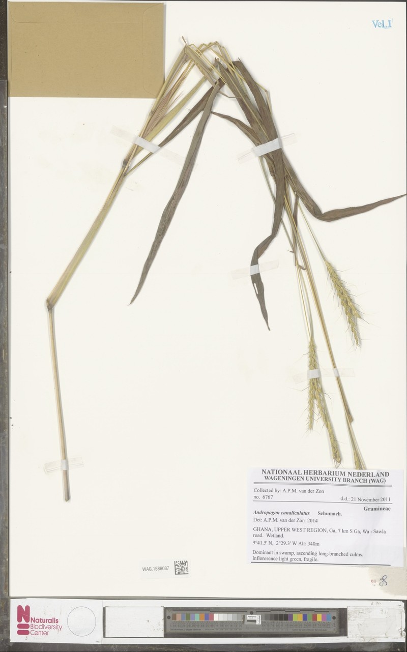 Andropogon canaliculatus photo 4