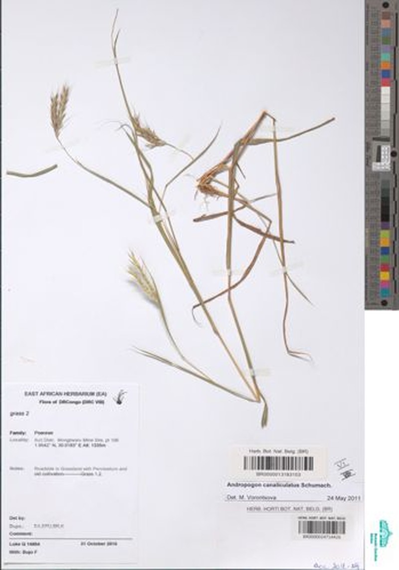 Andropogon canaliculatus