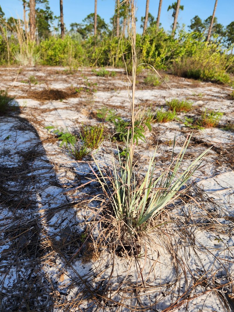 Chalky Bluestem