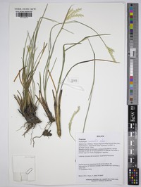 Andropogon carinatus