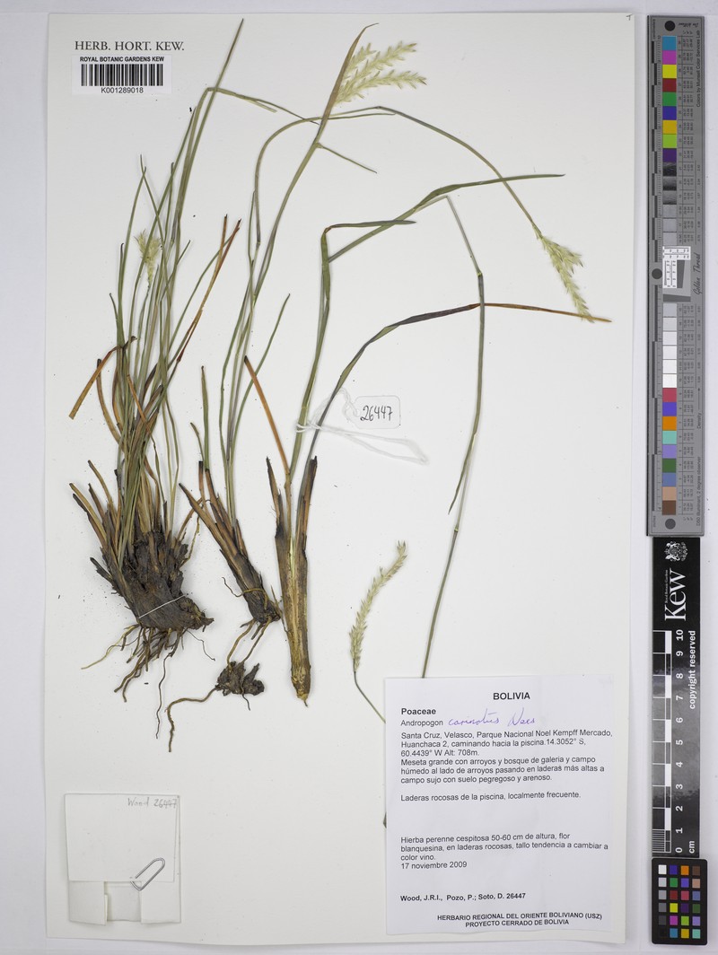Andropogon carinatus