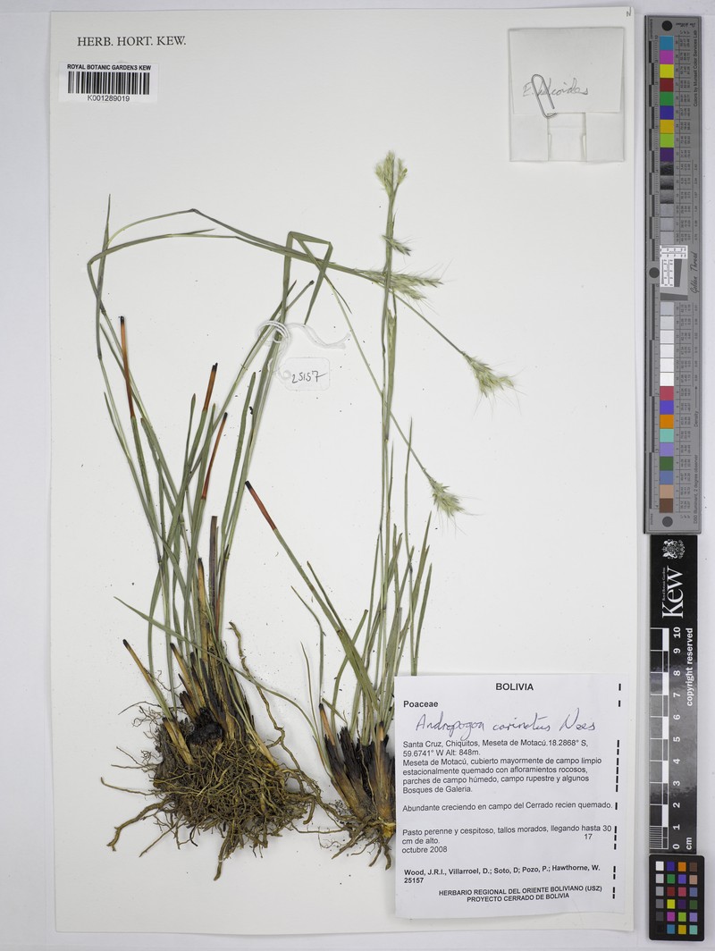Andropogon carinatus photo 2