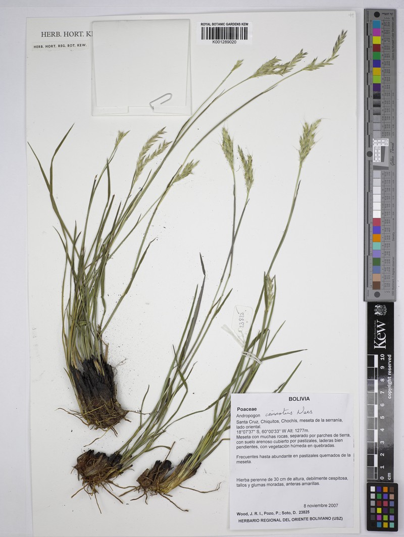Andropogon carinatus photo 3