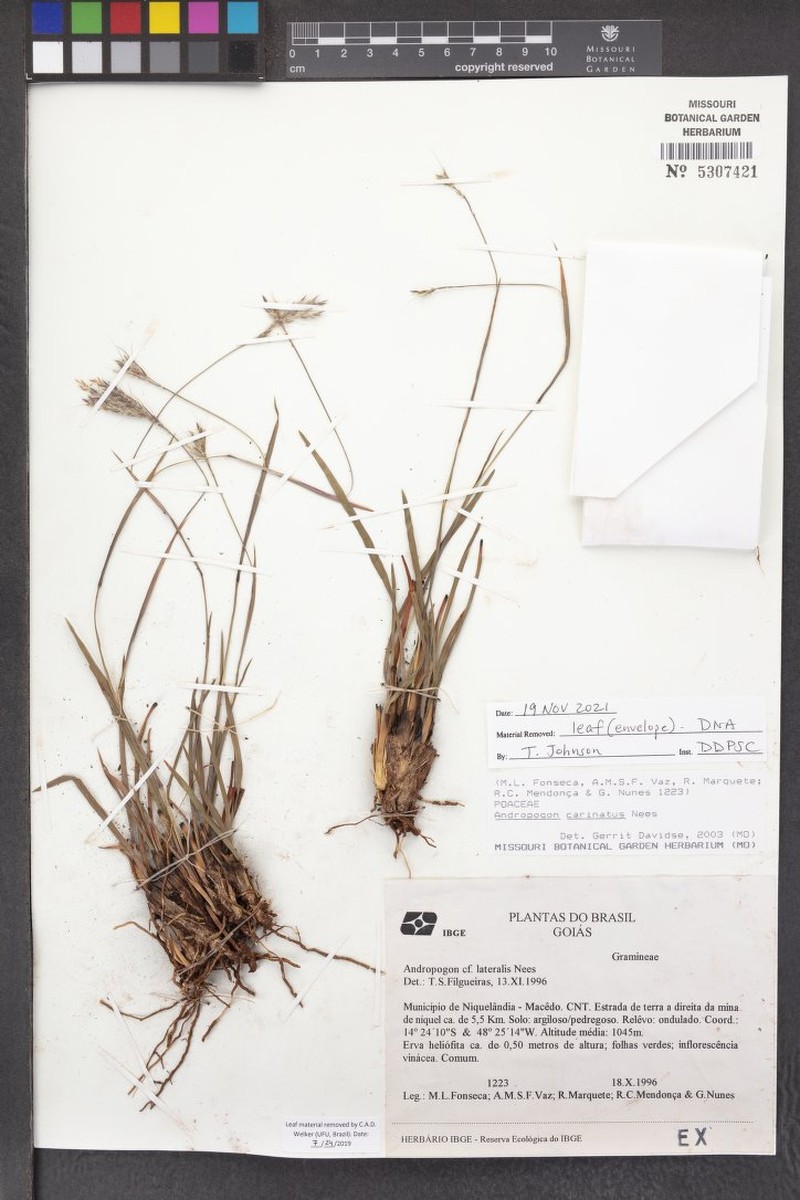 Andropogon carinatus photo 4