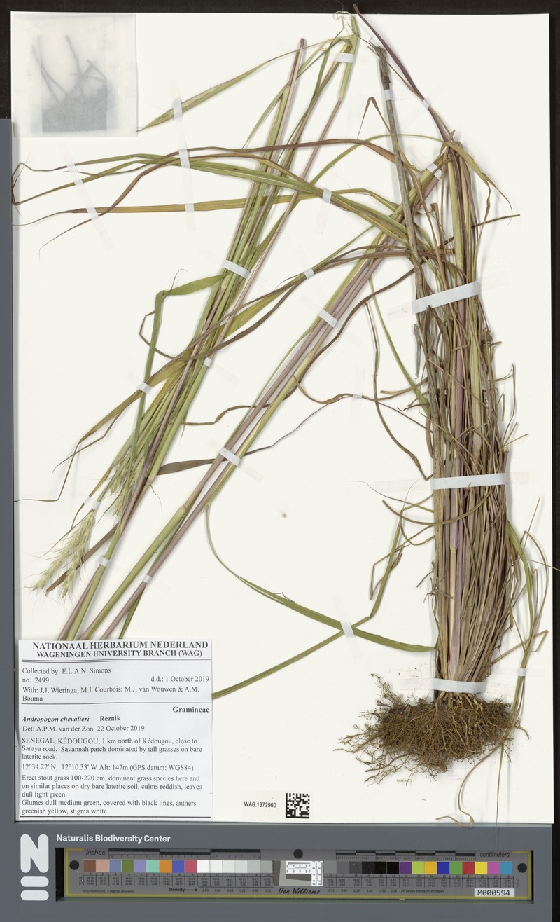 Andropogon chevalieri
