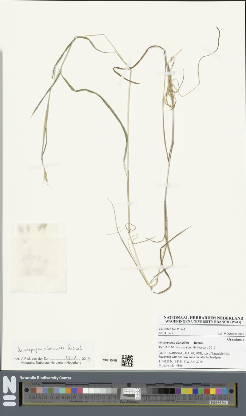 Andropogon chevalieri photo 2