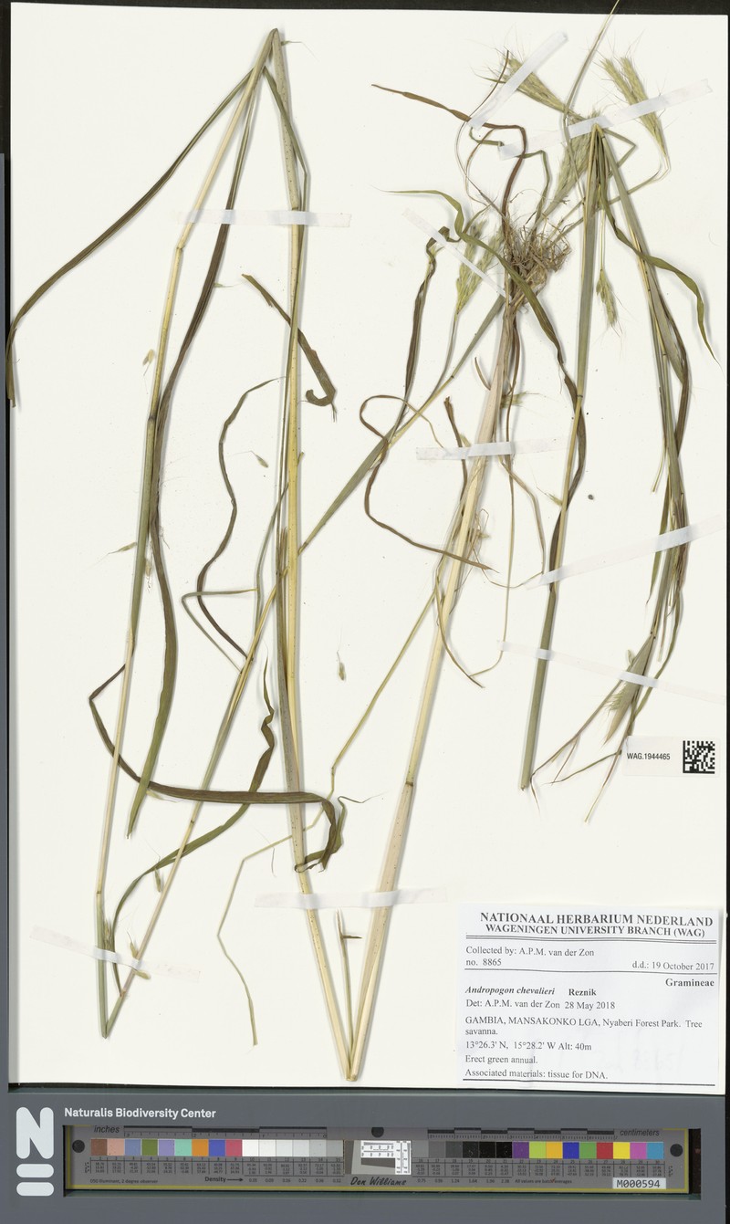 Andropogon chevalieri photo 3
