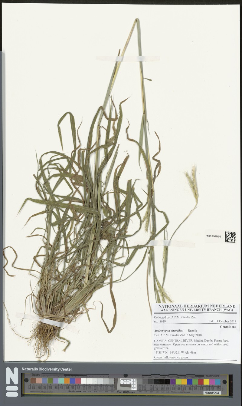 Andropogon chevalieri photo 4