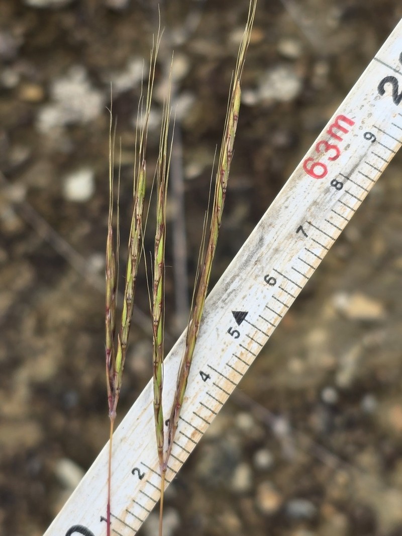 Andropogon chinensis