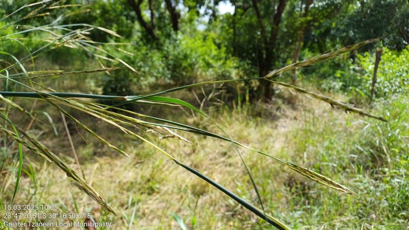 Andropogon chinensis photo 2
