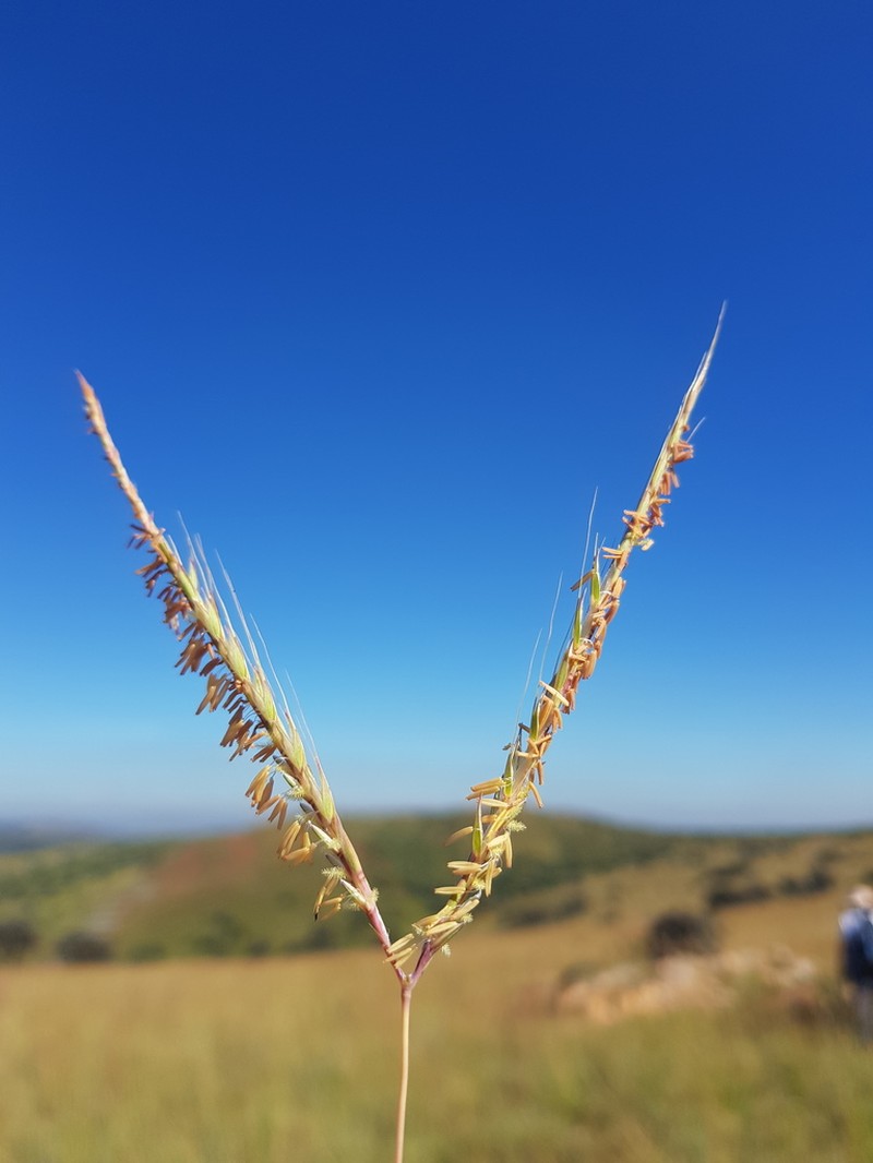 Andropogon chinensis photo 3