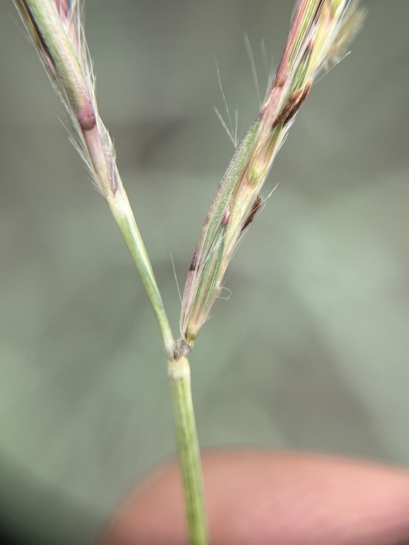 Andropogon chinensis photo 4