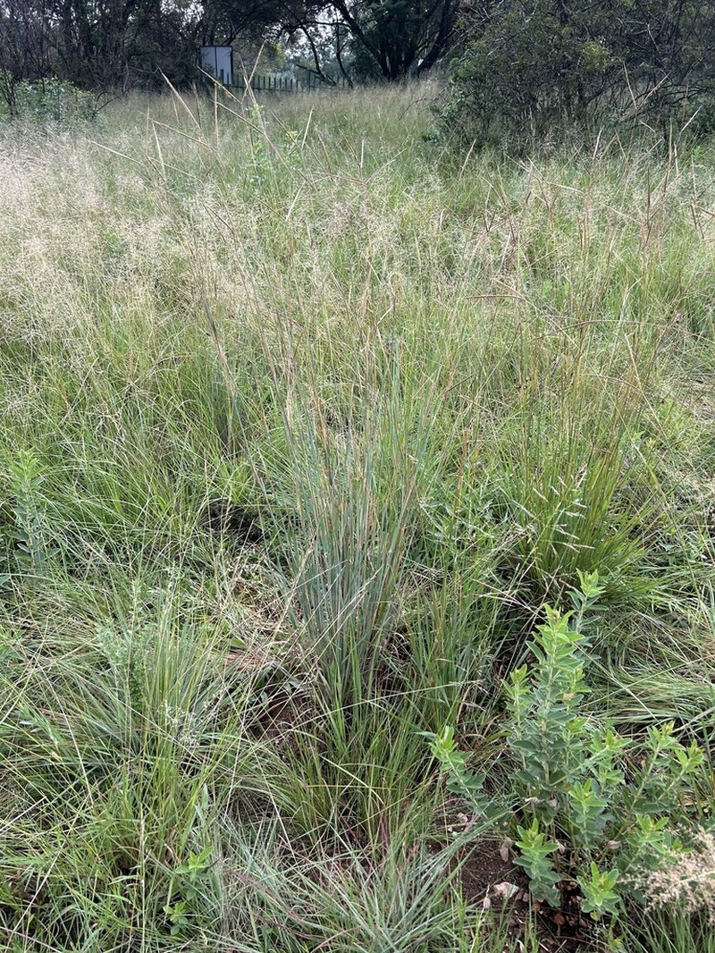 Andropogon chinensis photo 5