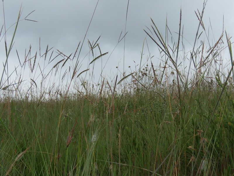 Andropogon chinensis photo 6