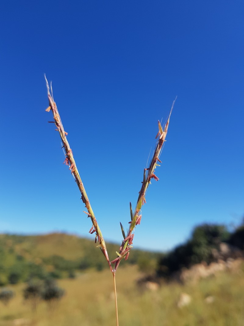 Andropogon chinensis photo 7