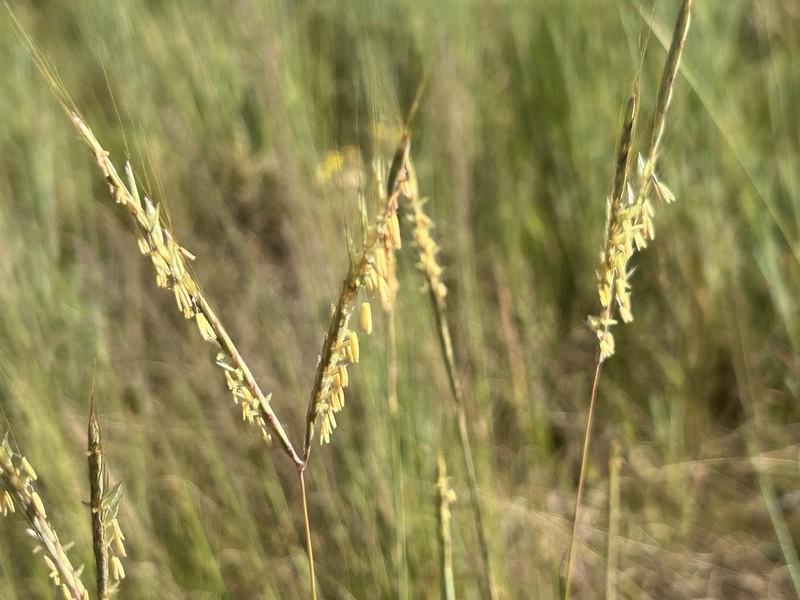 Andropogon chinensis photo 8
