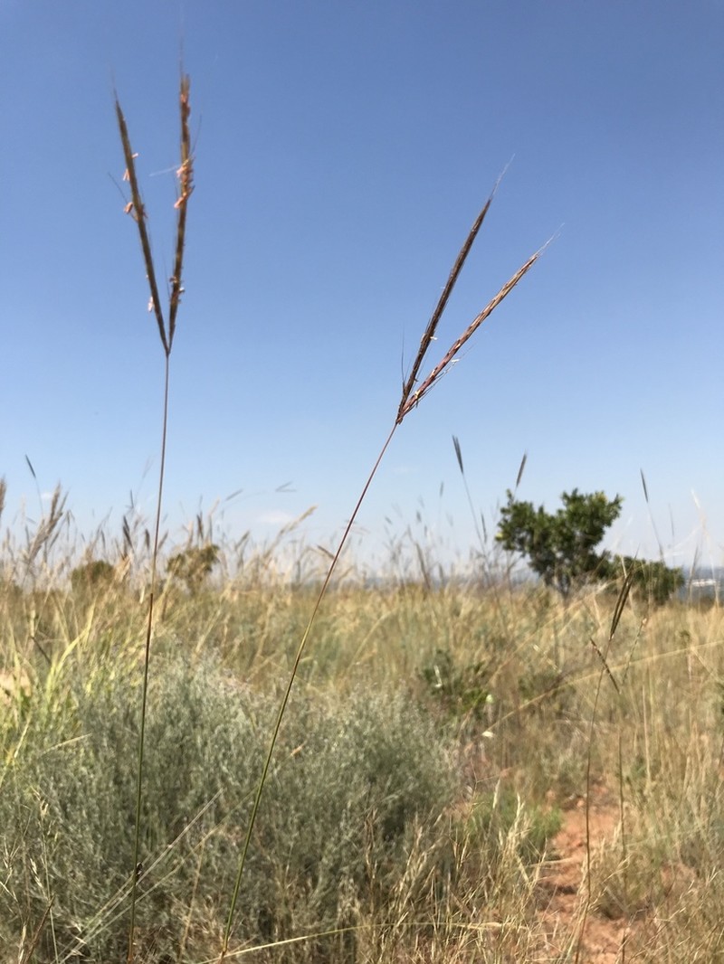 Andropogon chinensis