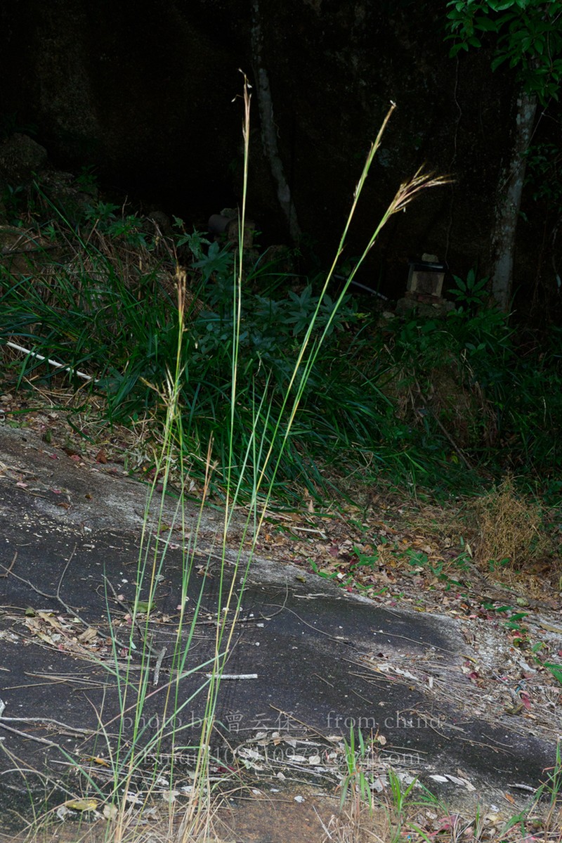 Andropogon chinensis photo 2