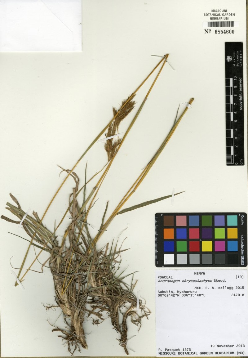 Andropogon chrysostachyus photo 2