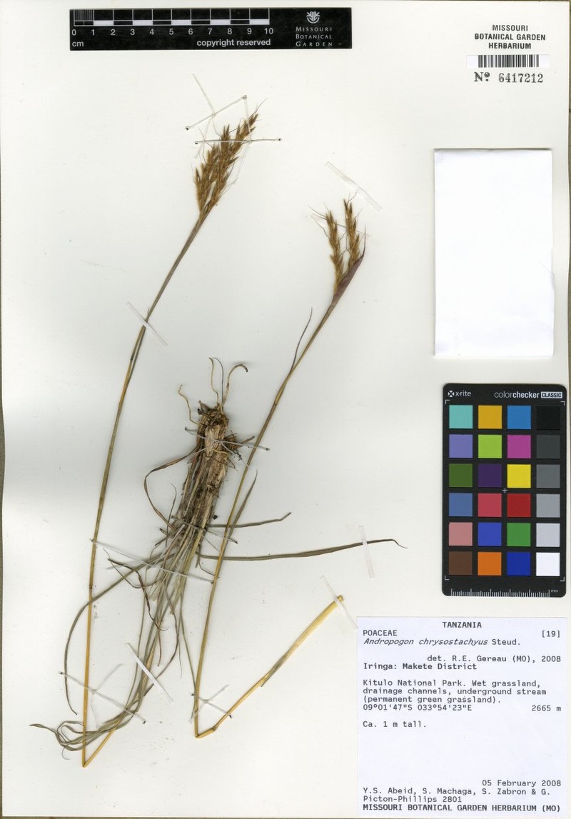 Andropogon chrysostachyus photo 3
