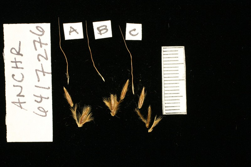 Andropogon chrysostachyus photo 4