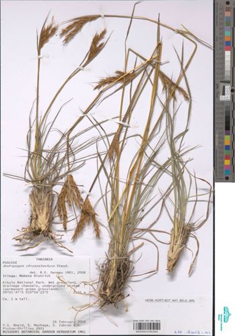 Andropogon chrysostachyus