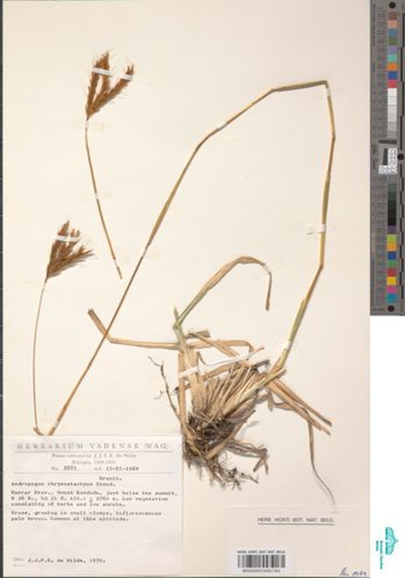 Andropogon chrysostachyus photo 2