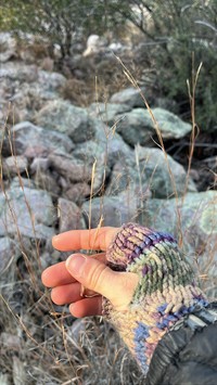 Texas Bluestem