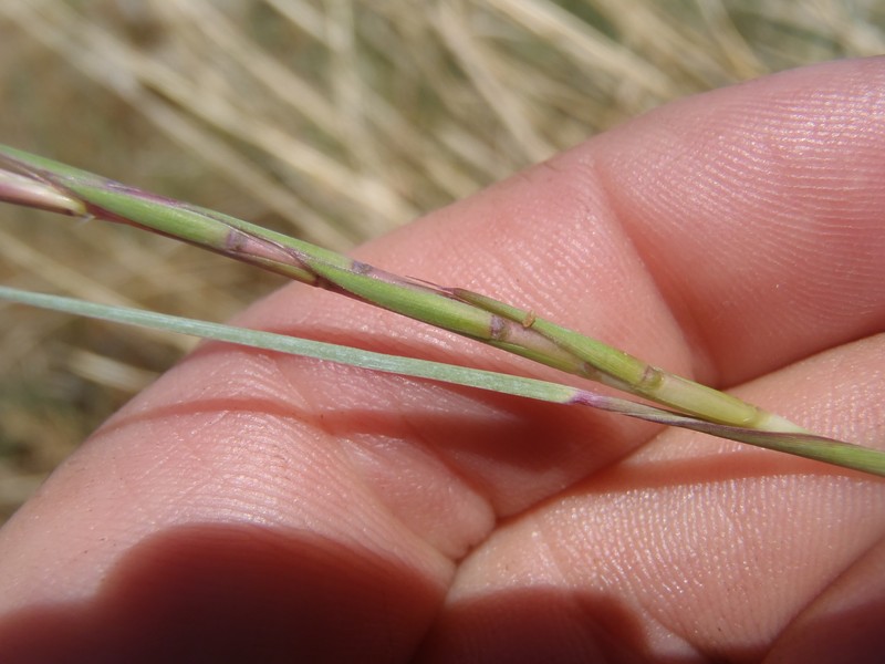Texas Bluestem photo 2