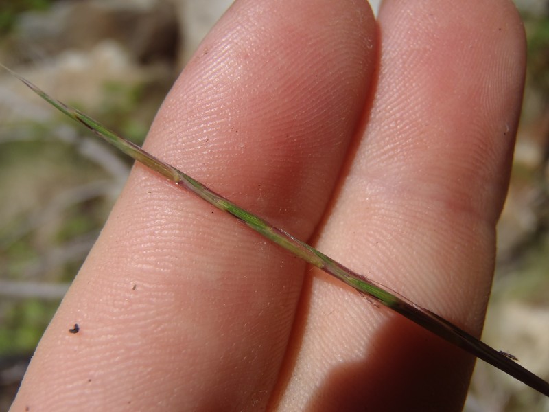 Texas Bluestem photo 3