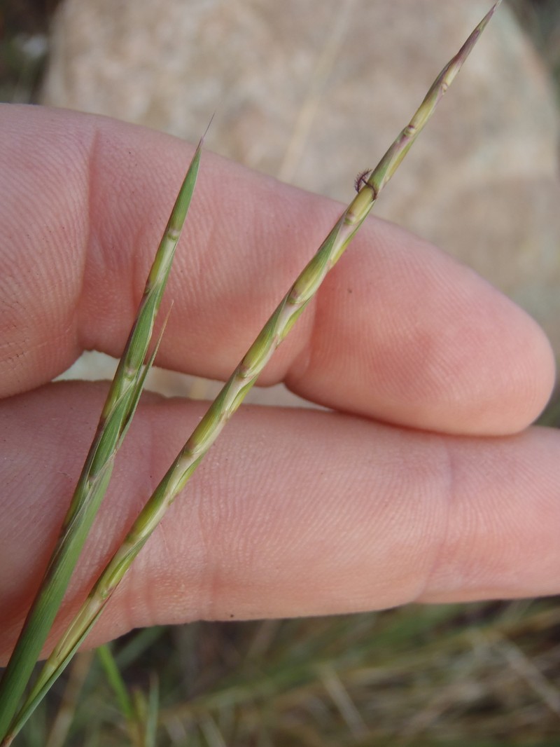 Texas Bluestem photo 4