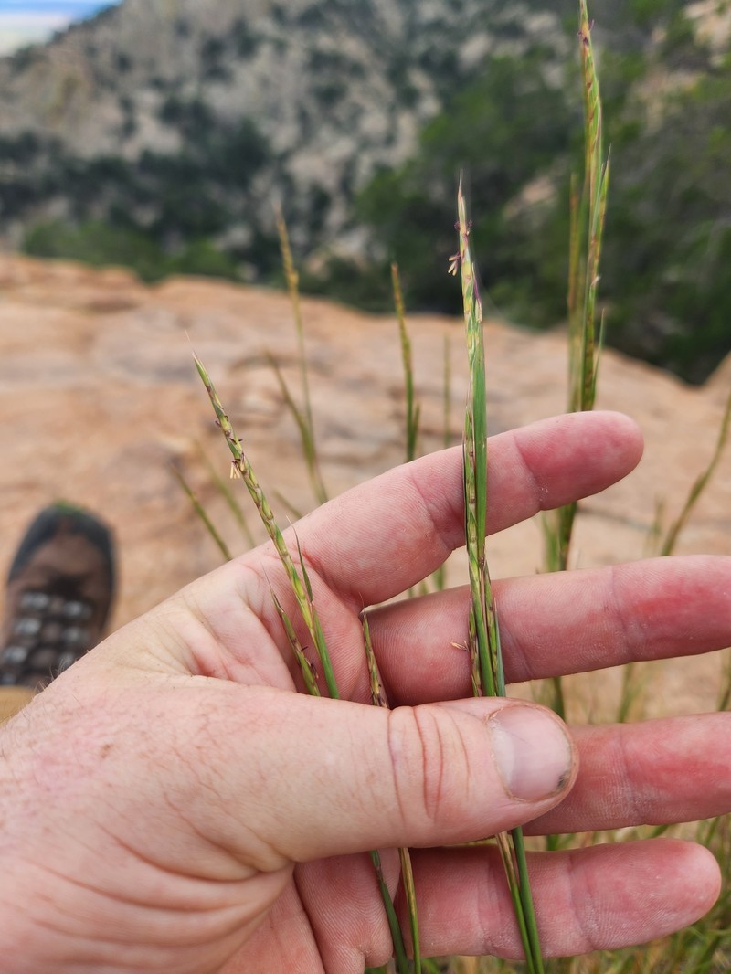 Texas Bluestem photo 5