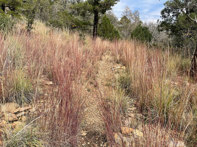 Texas Bluestem photo 6