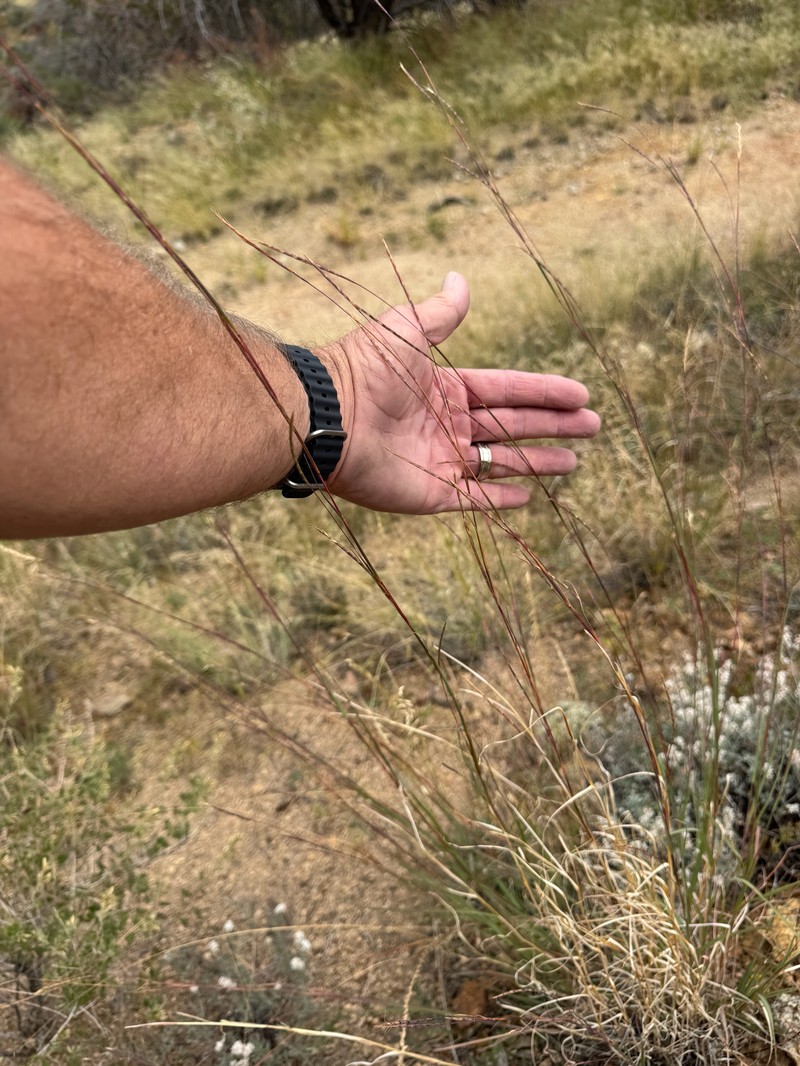 Texas Bluestem photo 7
